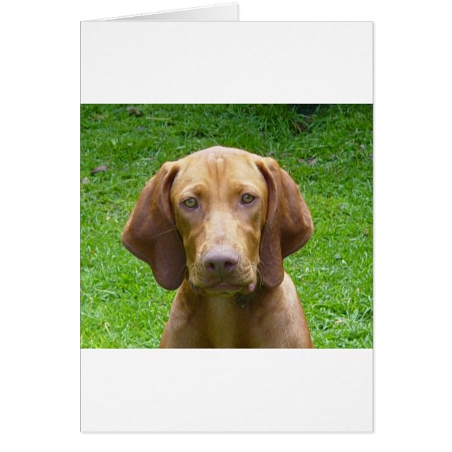 vizsla (Frente)