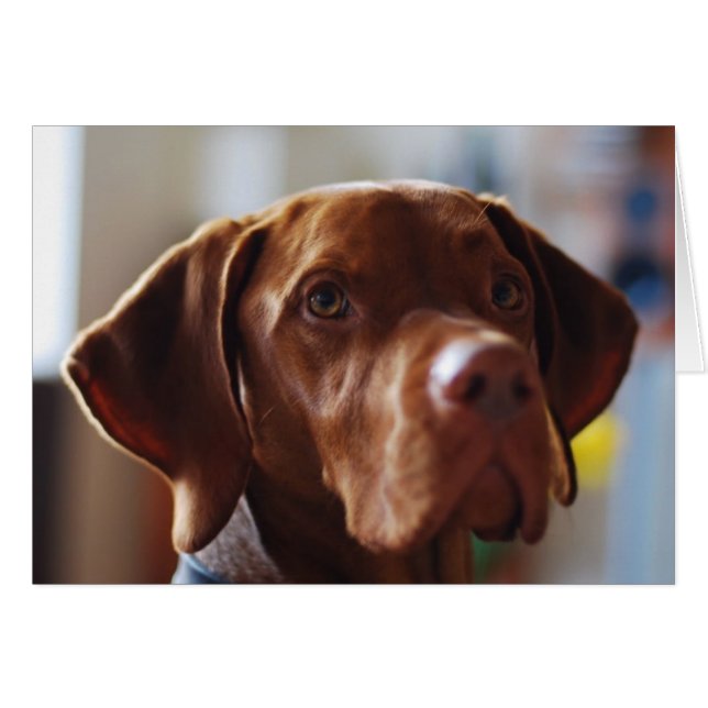 ¿Vizsla - dónde está mi mamá? (Anverso (Horizontal))