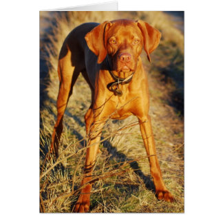 VIZSLA - EN THE SUN