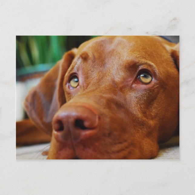 VIZSLA - postal (Anverso)