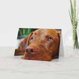 VIZSLA - tarjeta en blanco