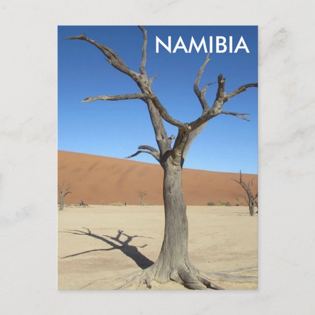 Vlei muerto, postal de Namibia (Anverso)