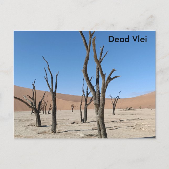 Vlei muerto, postal de Namibia (Anverso)