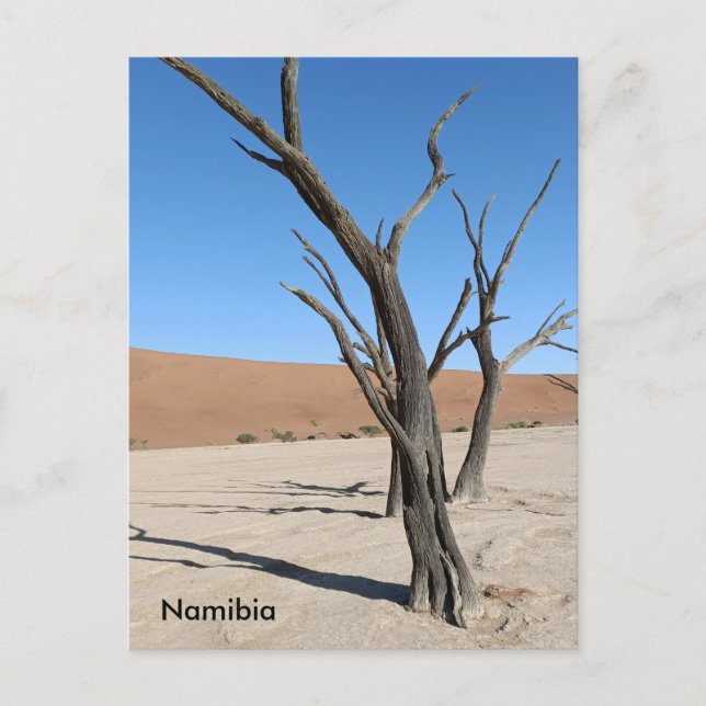 Vlei muerto, postal de Namibia (Anverso)