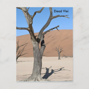 Vlei muerto, postal de Namibia