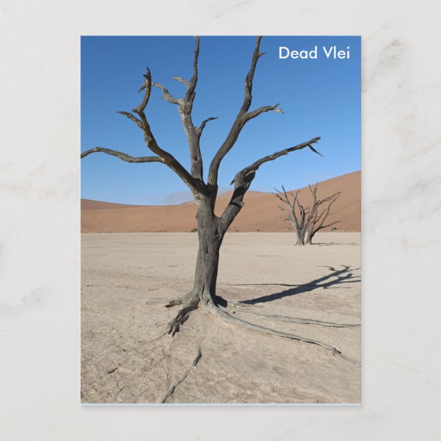 Vlei muerto, postal de Namibia (Anverso)