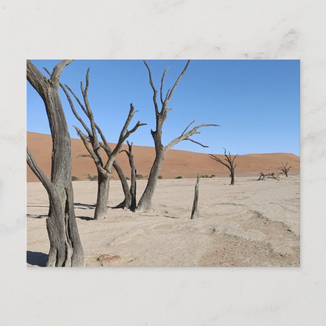 Vlei muerto, postal de Namibia (Anverso)
