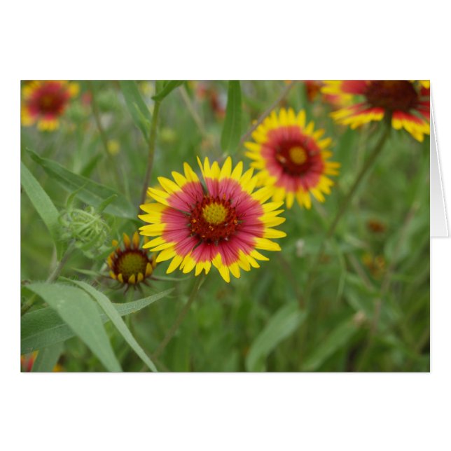 Volante de fuego (Anverso (Horizontal))