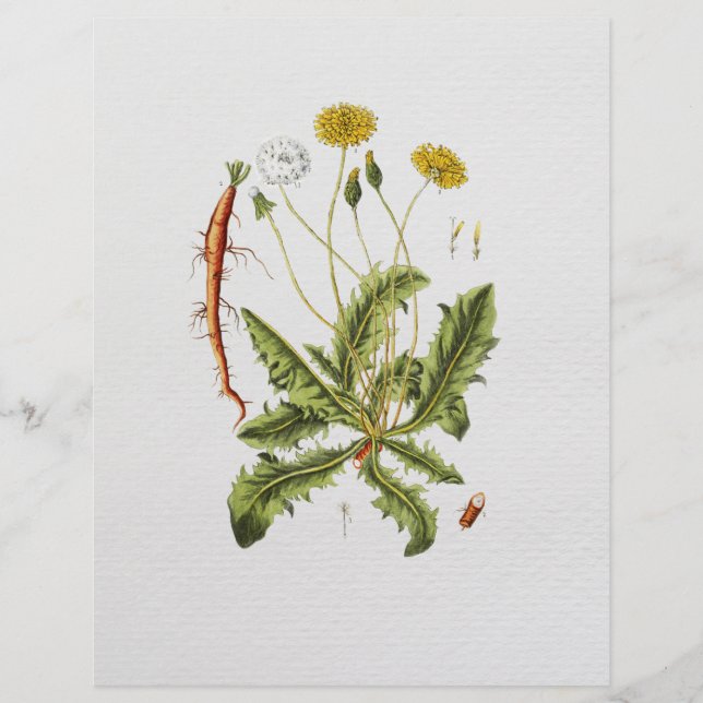Volante de Ilustracion de Dandelion (Frente)