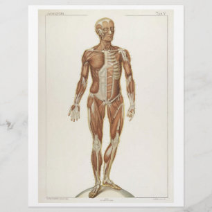 Volante de músculos anteriores