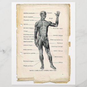 Volante de músculos anteriores