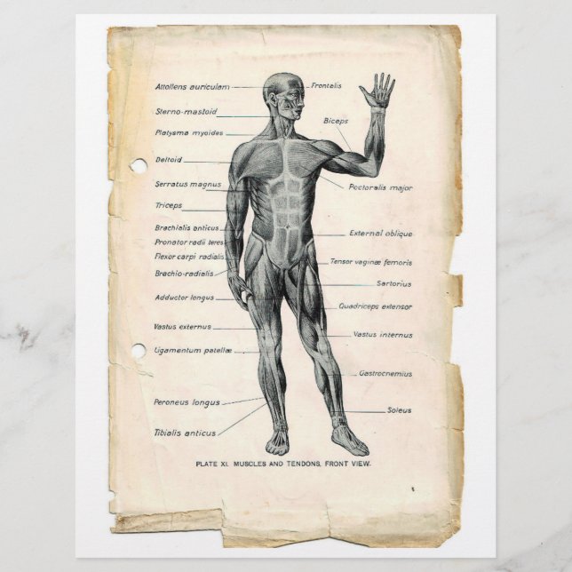 Volante de músculos anteriores (Frente)