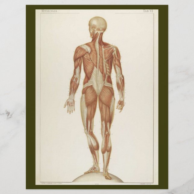 Volante de músculos posteriores (Frente)