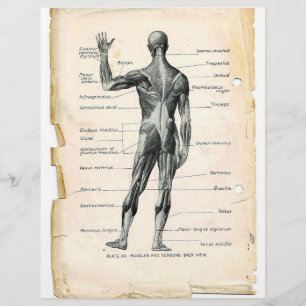 Volante de músculos posteriores