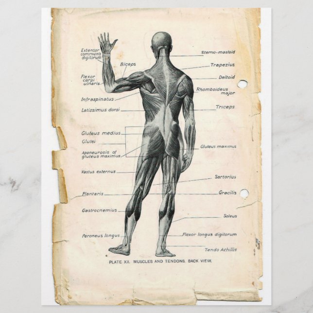 Volante de músculos posteriores (Frente)