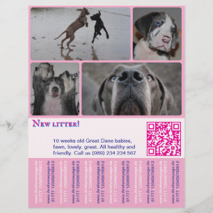 Volante de Venta de Cachorro de Diseño 4 imágenes