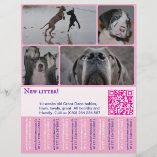 Volante de Venta de Cachorro de Diseño 4 imágenes