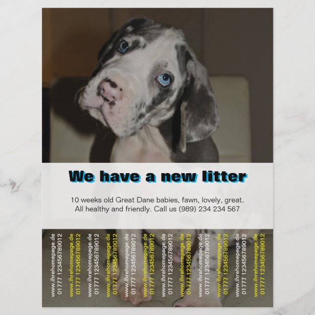 Volante de venta de cachorros del diseñador (Frente)
