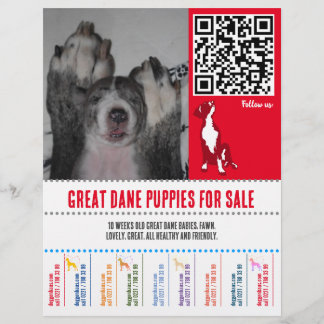 volantes de cachorros Gran Danés o Perros