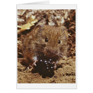 vole bancario