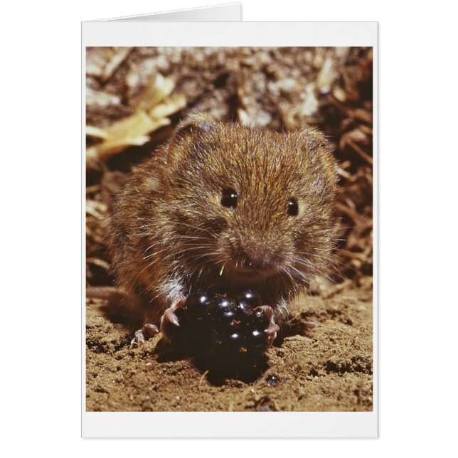 vole bancario (Frente)