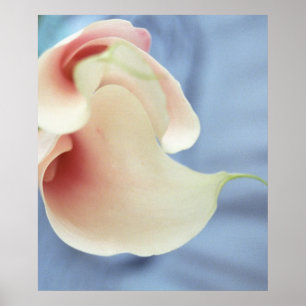 Vortex White Calla Lilies Poster de arte de impres