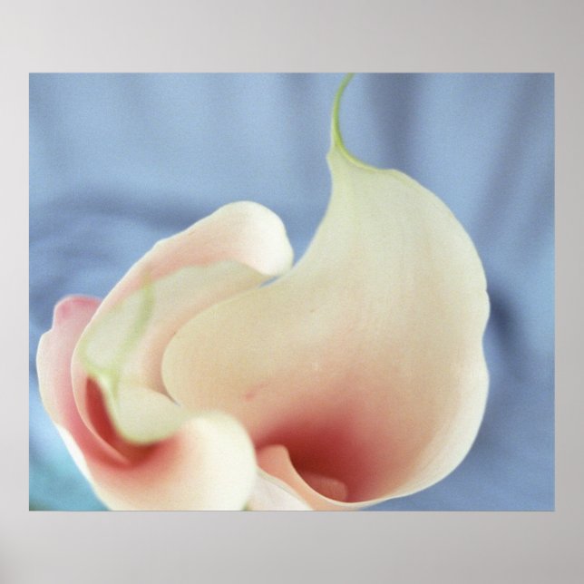 Vortex White Calla Lilies Poster de arte de impres (Frente)