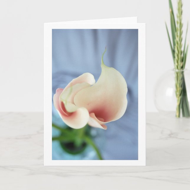 Vortex White Calla Lily Nota de fotos de arte (Anverso)