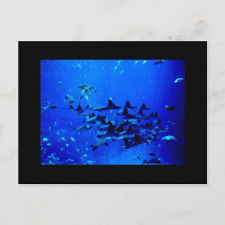 Vuelo de la postal Stingray