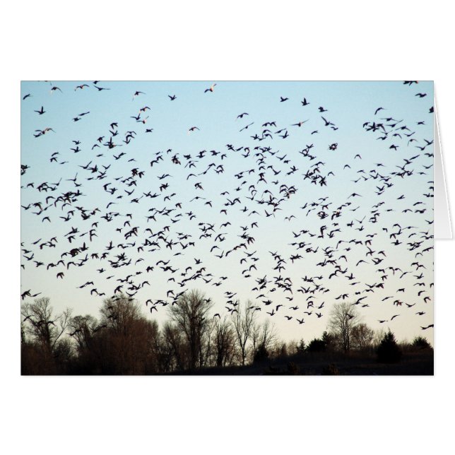 Vuelo de los gansos (Anverso (Horizontal))