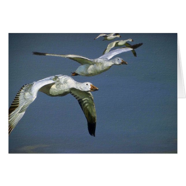 Vuelo de los gansos de nieve (Anverso (Horizontal))