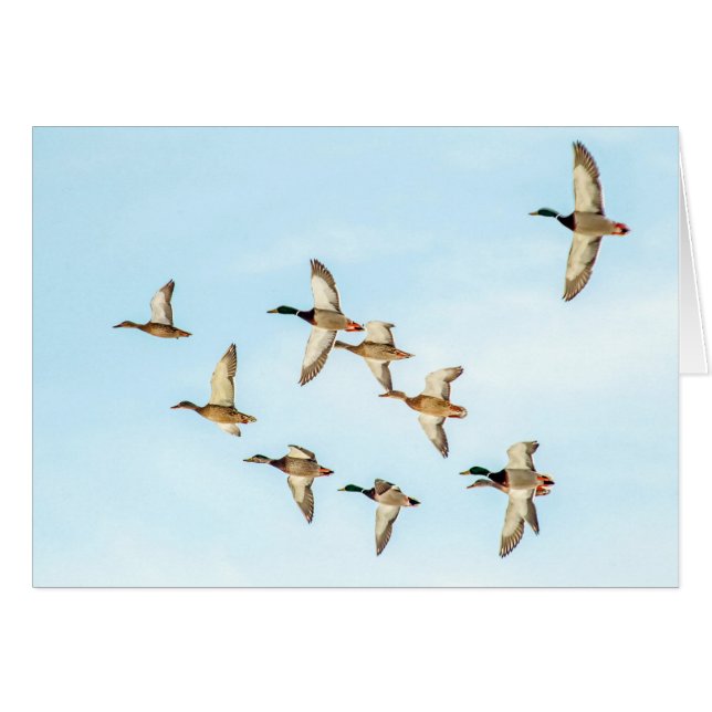 Vuelo de Mallards (Anverso (Horizontal))