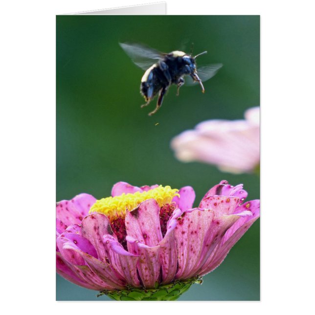 Vuelo del abejorro (Frente)