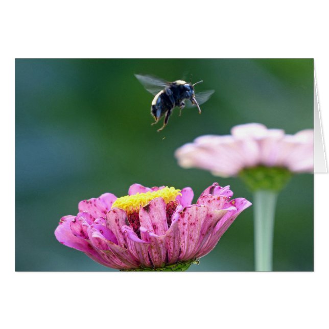Vuelo del abejorro (Anverso (Horizontal))