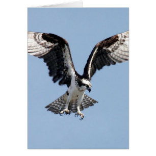 Vuelo Osprey