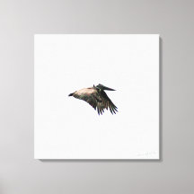 Vuelo Pelícano | Ft. Myers, FL | 24x24 Lienzo