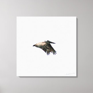 Vuelo Pelícano | Ft. Myers, FL | 24x24 Lienzo