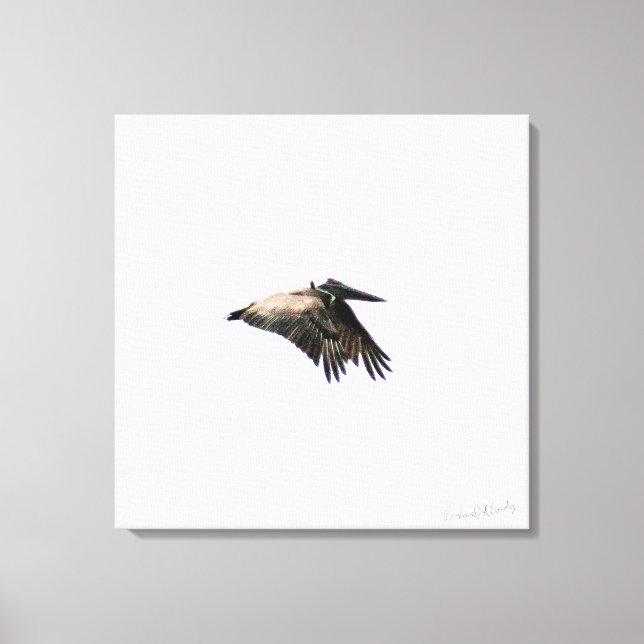 Vuelo Pelícano | Ft. Myers, FL | 24x24 Lienzo (Anverso)
