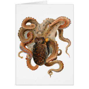 Vulgaris octopus vintage, animales de la vida mari