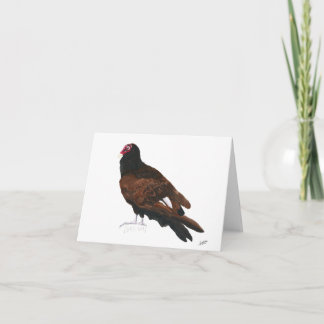 Vultura de Turquía