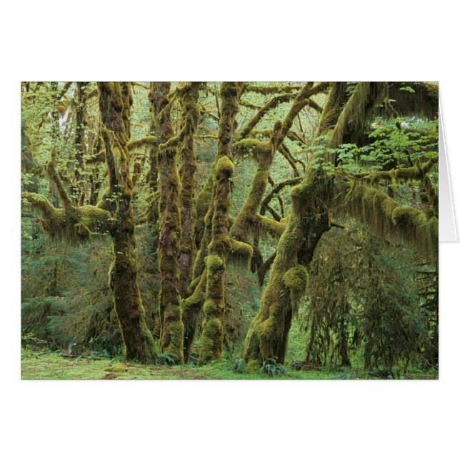WA, Parque Nacional Olímpico, Bosque Lluvioso Hoh, (Anverso (Horizontal))