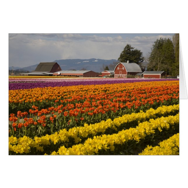WA, Skagit Valley, Tulipanes en flor, en (Anverso (Horizontal))