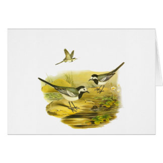 Wagtail blanco