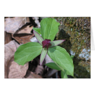 Wake Robin - Personalizado2