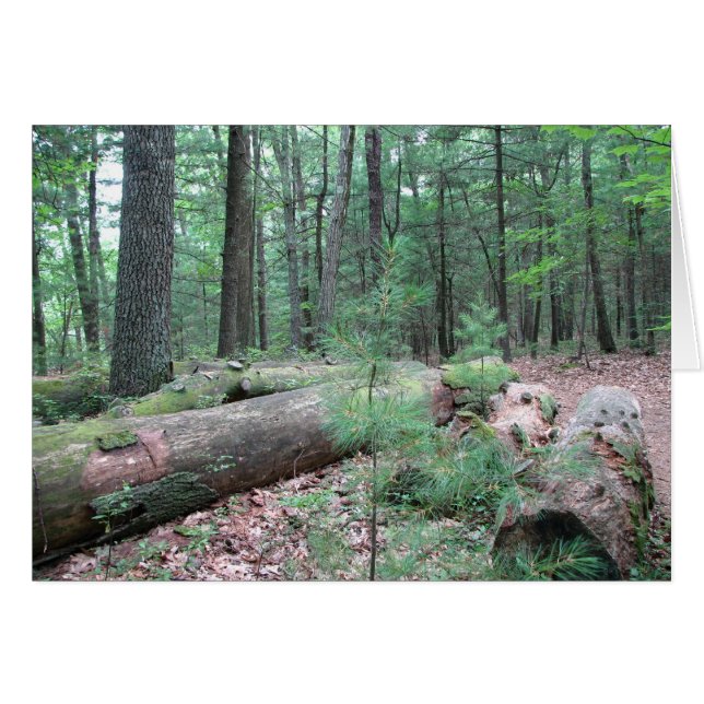 Walden Forest (Anverso (Horizontal))