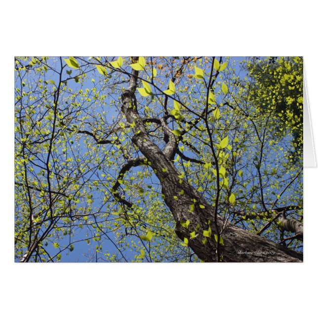 Walden Pond: Imaginación (Anverso (Horizontal))