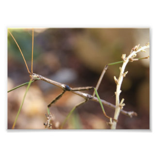 Walking Stick Bug 7 x 5 Impresión fotográfica