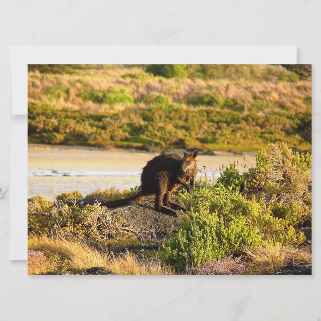 Wallaby en el Riverside (Anverso)