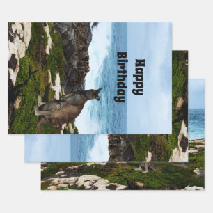 Wallaby Sobre Las Rocas Marinas, Hojas De Envoltur