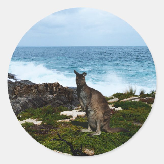 Wallaby Sobre Rocas Marinas, Pegatinas Redondos (Anverso)